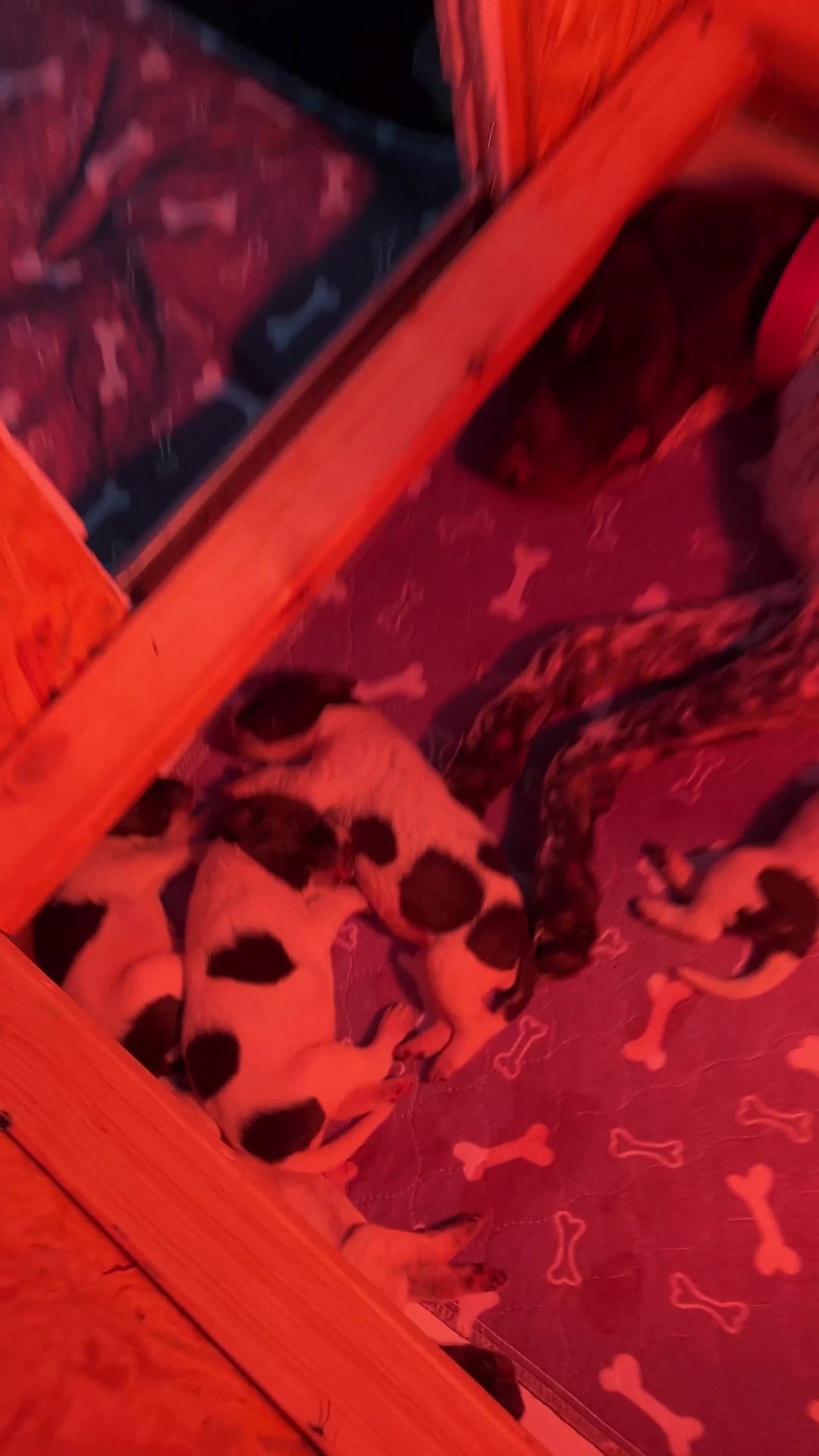 German Shorthaired Pointer dogs for sale: KC Registered German Shorthaired pointer puppies  - Video 1