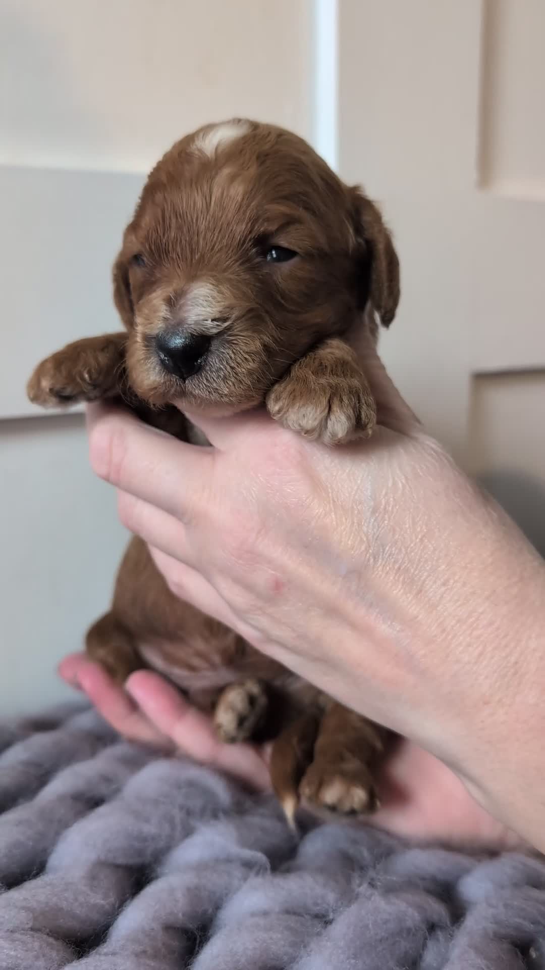Cockapoo dogs for sale: Stunning F1 Show Toy Red Cockapoo puppies DNA ✔️ - Video 1