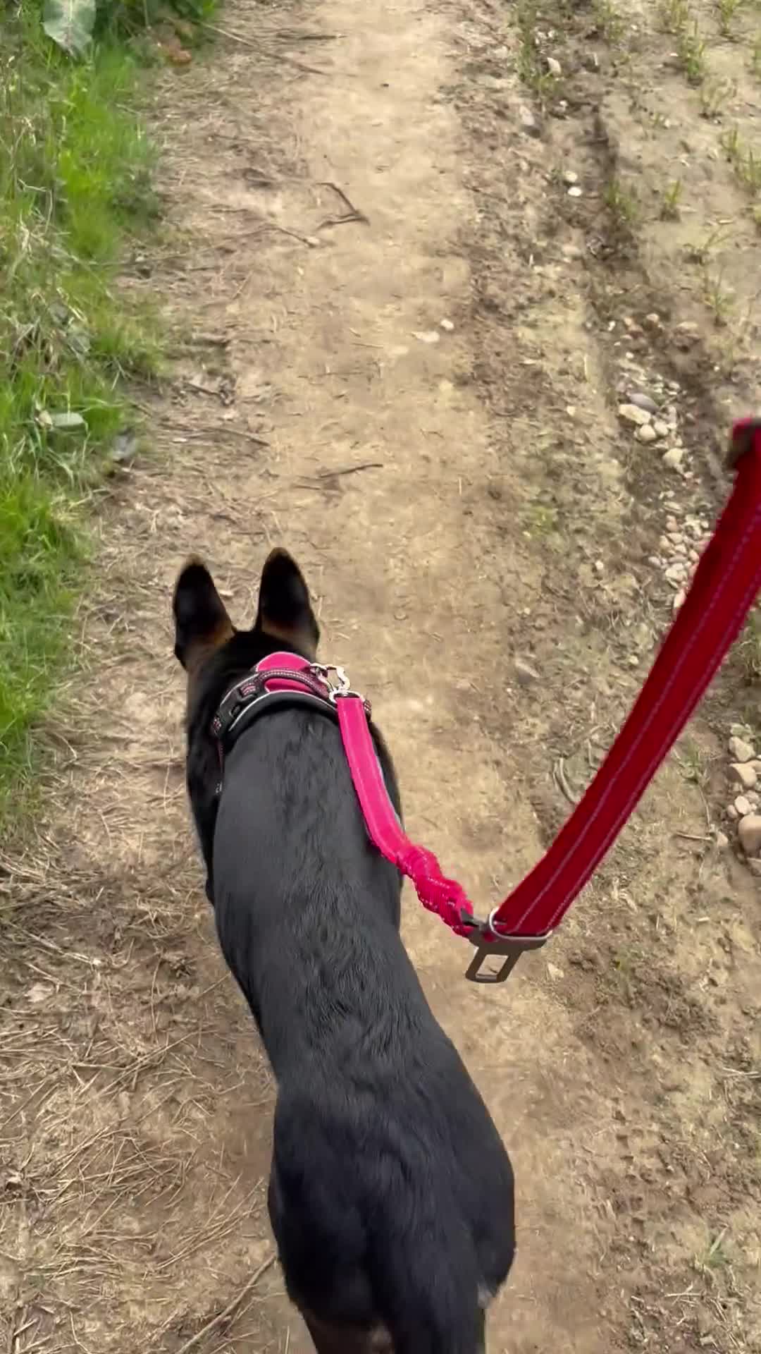 German Shepherd dogs for sale: German Shepherd – Male – 6 months - Video 3