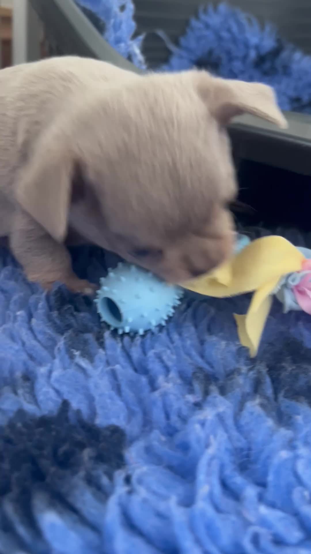 Chihuahua dogs for sale: Kc registered lilac chihuahua boy - Video 4