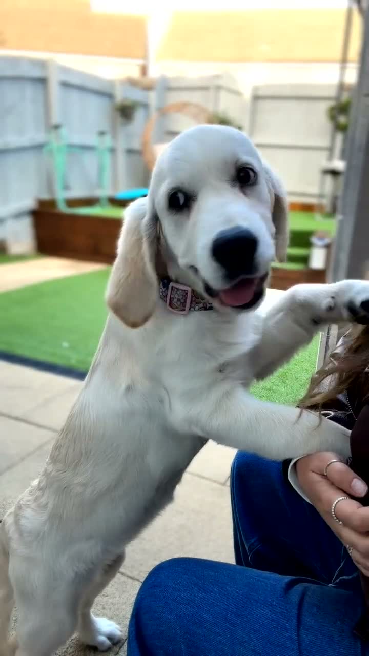 Golden Retriever dogs for sale: Golden Retriever pup - Video 1