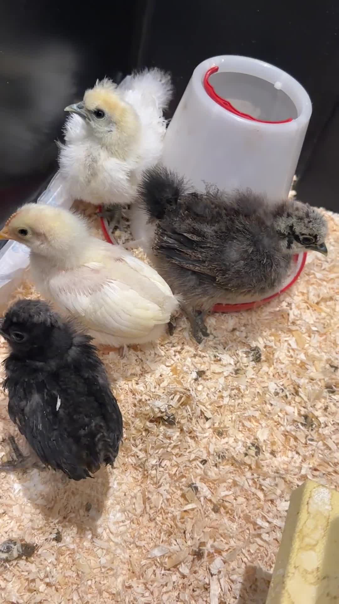Chickens poultry for sale: Various chicks available  - Video 4