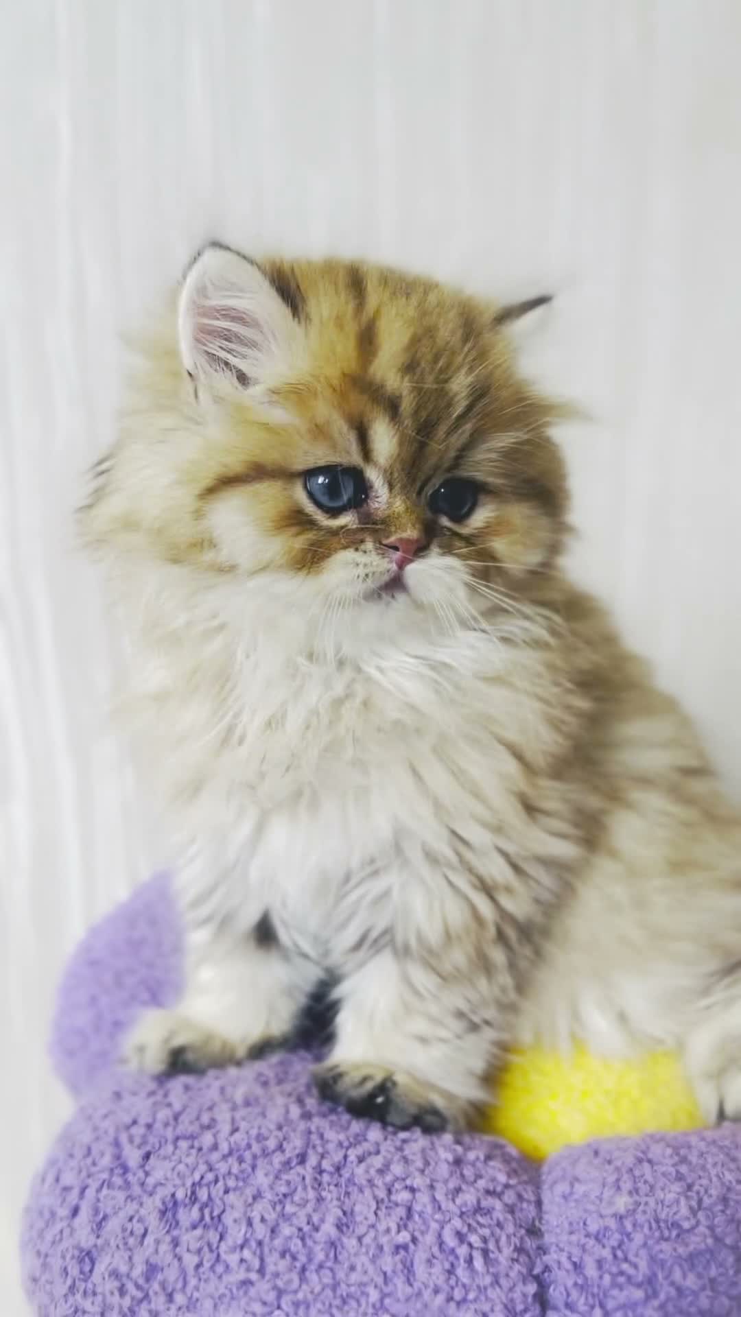 Persian cats for sale: Exeptionally Beautiful Chinchilla Persians - Video 3