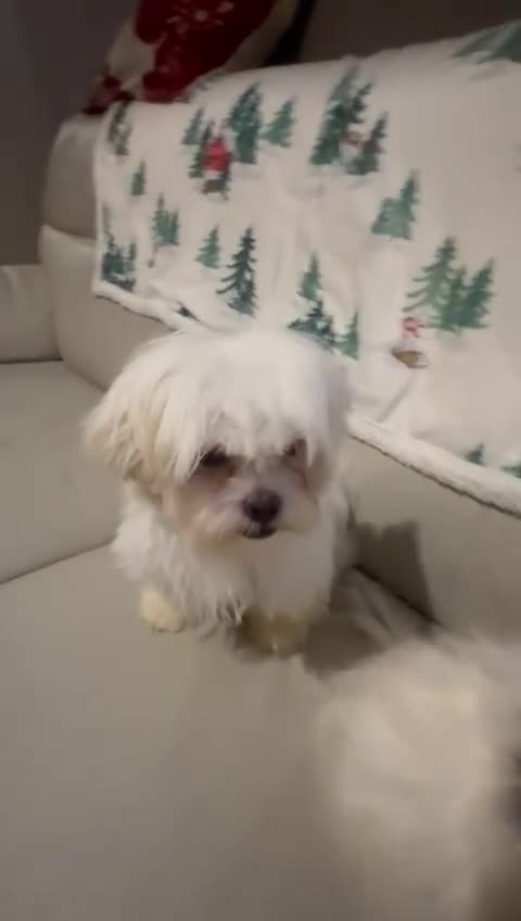 Malshi dogs for sale: Malshi 4 months puppies  - Video 1