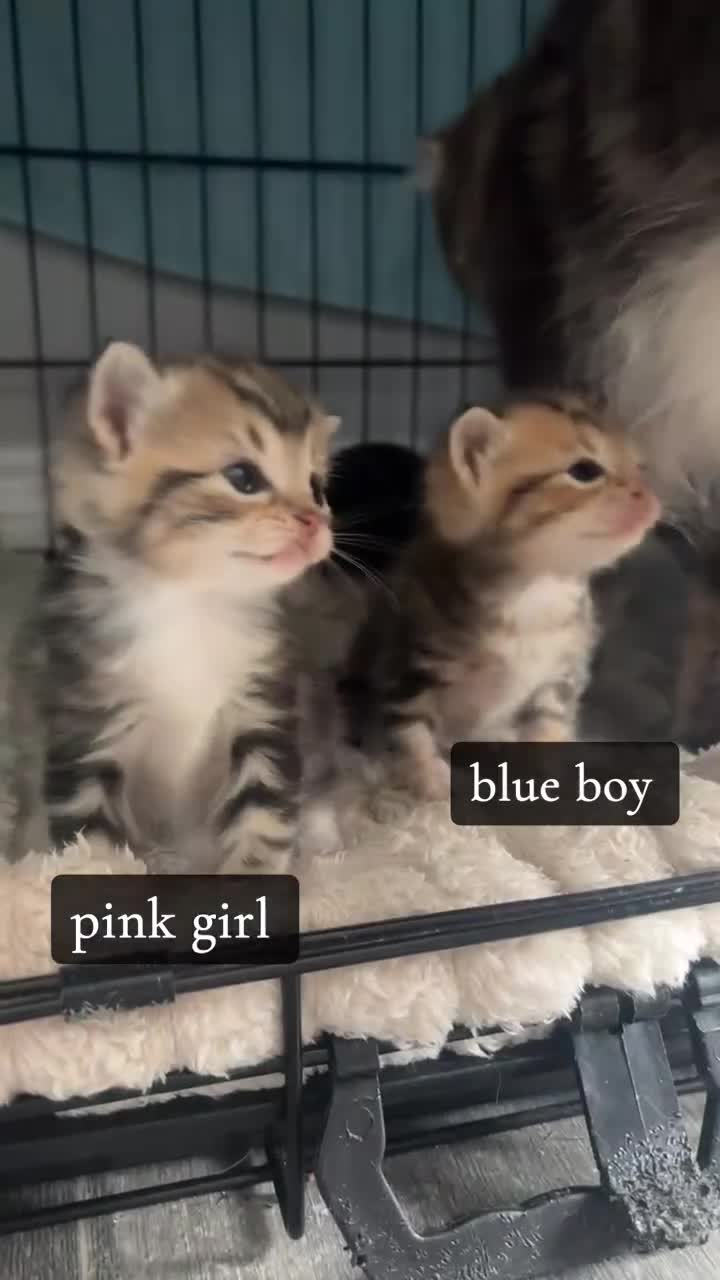 Mixed Breed cats for sale: bengal x - Video 2