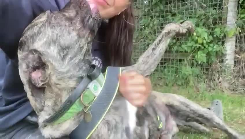 Mixed Breed dogs for adoption: Nile  - Video 2