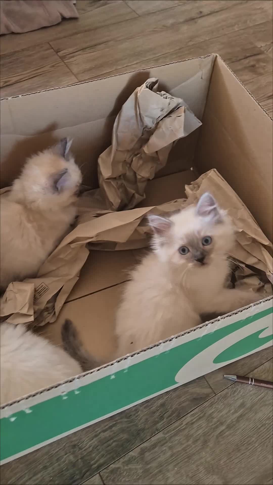 Ragdoll cats for sale: 100% pure ragdoll - Video 2