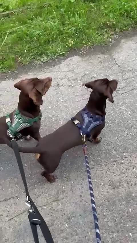 Mixed Breed dogs for sale: Miniature Dachschund x Springer spaniel - Video 3