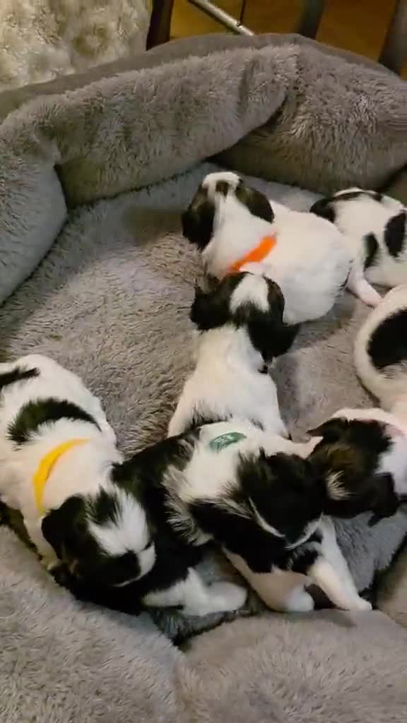 Biewer Terrier dogs for sale: Biewer terrier puppies in Burton-on-Trent - Video 1