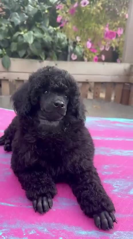 Miniature Poodle dogs for sale: Signature Miniature Poodle Puppies - Video 2