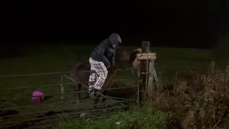 Welsh Section C horses for sale: 5 year old gelding looking for a new home - Video 5