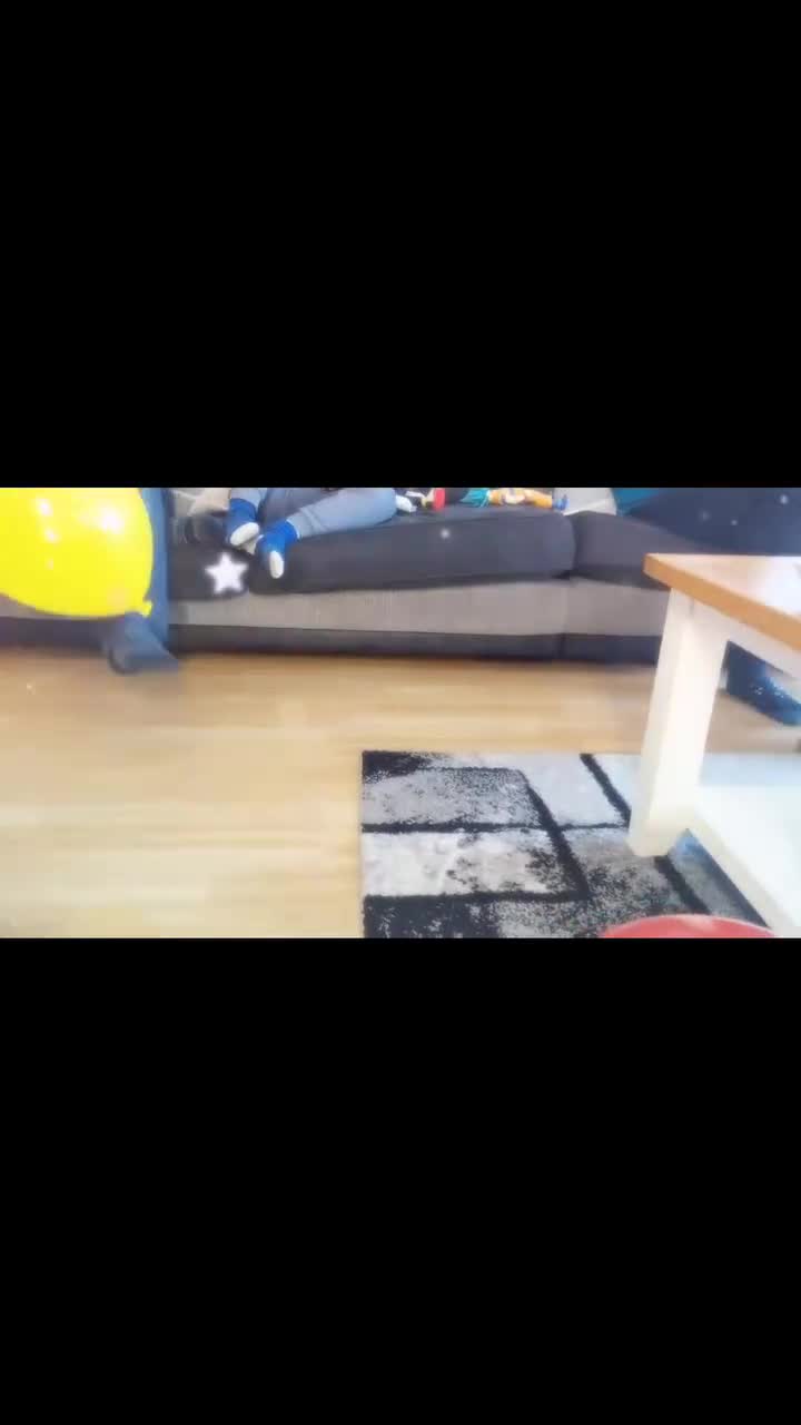 Toy Poodle dogs for stud: K.C. Registered Gentle Proven Stud - Video 1