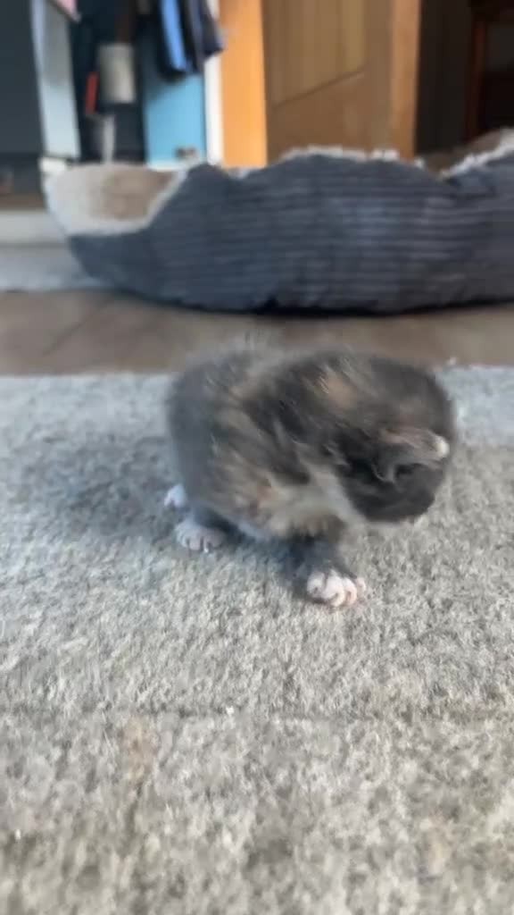 Mixed Breed cats for sale: Gorgeous tri coloured kittens - Video 4