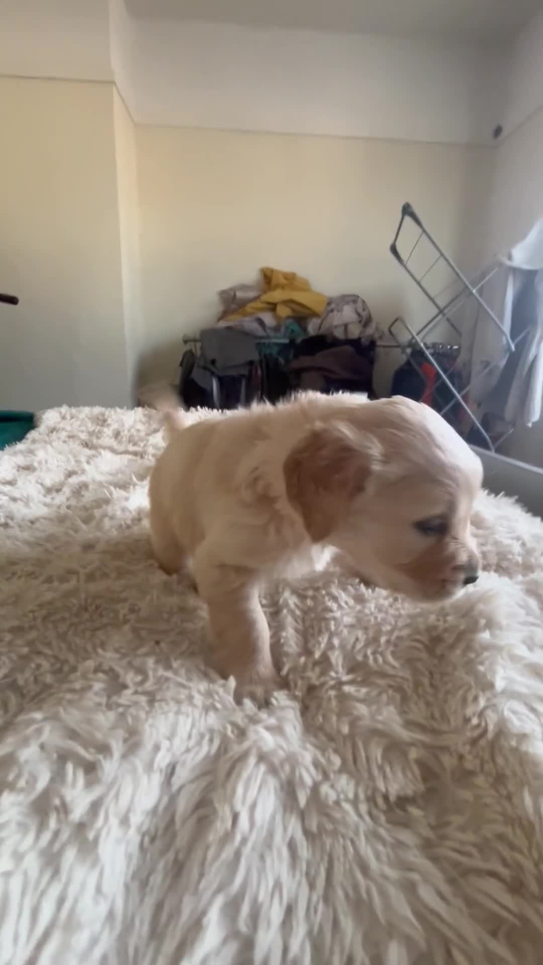 Golden Retriever dogs for sale: Pure breed, show line, ready 23/12/25  - Video 2