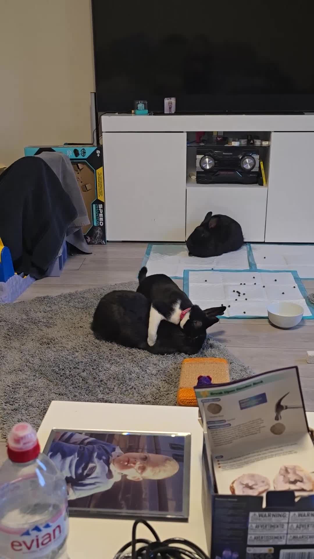 Flemish rabbits for sale: Flemish in Telford - Video 1