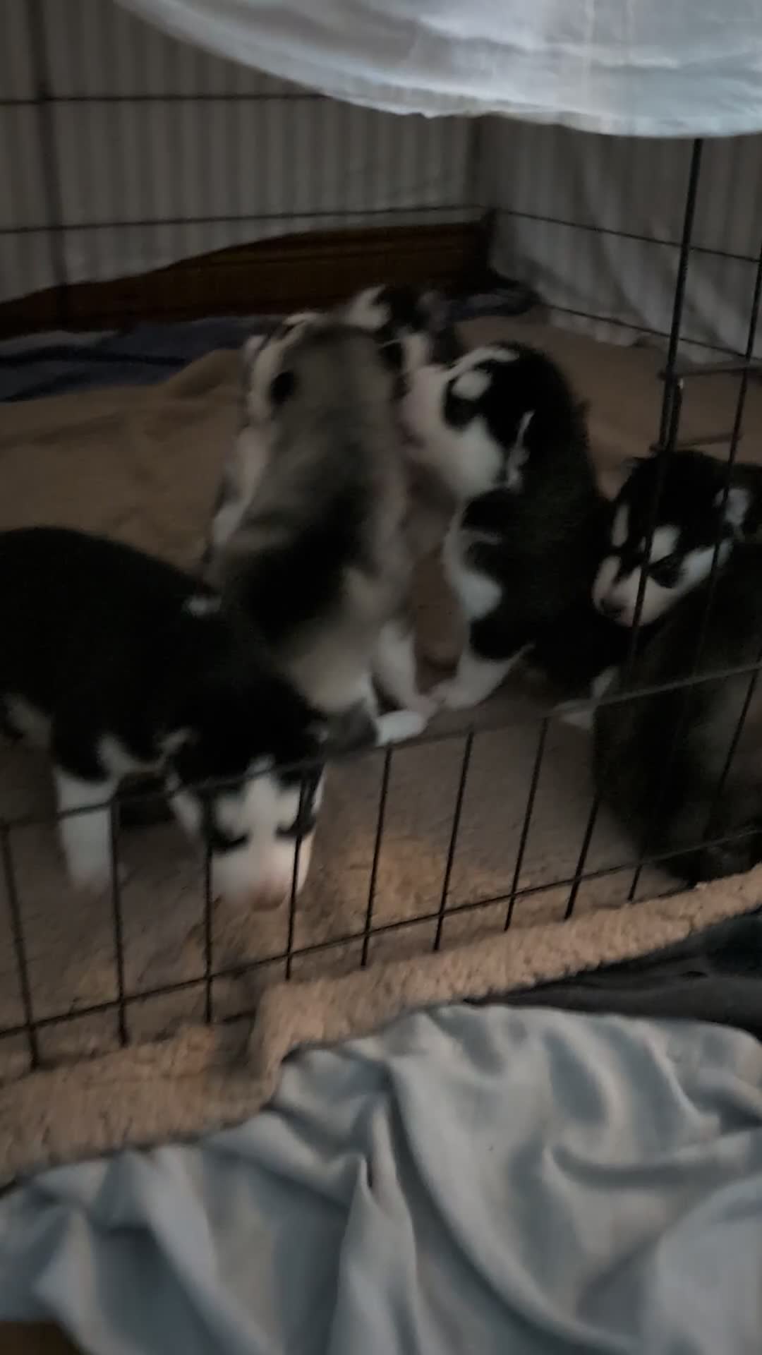 Siberian Husky dogs for sale: Beautiful Siberian Huskies for sell - Video 1