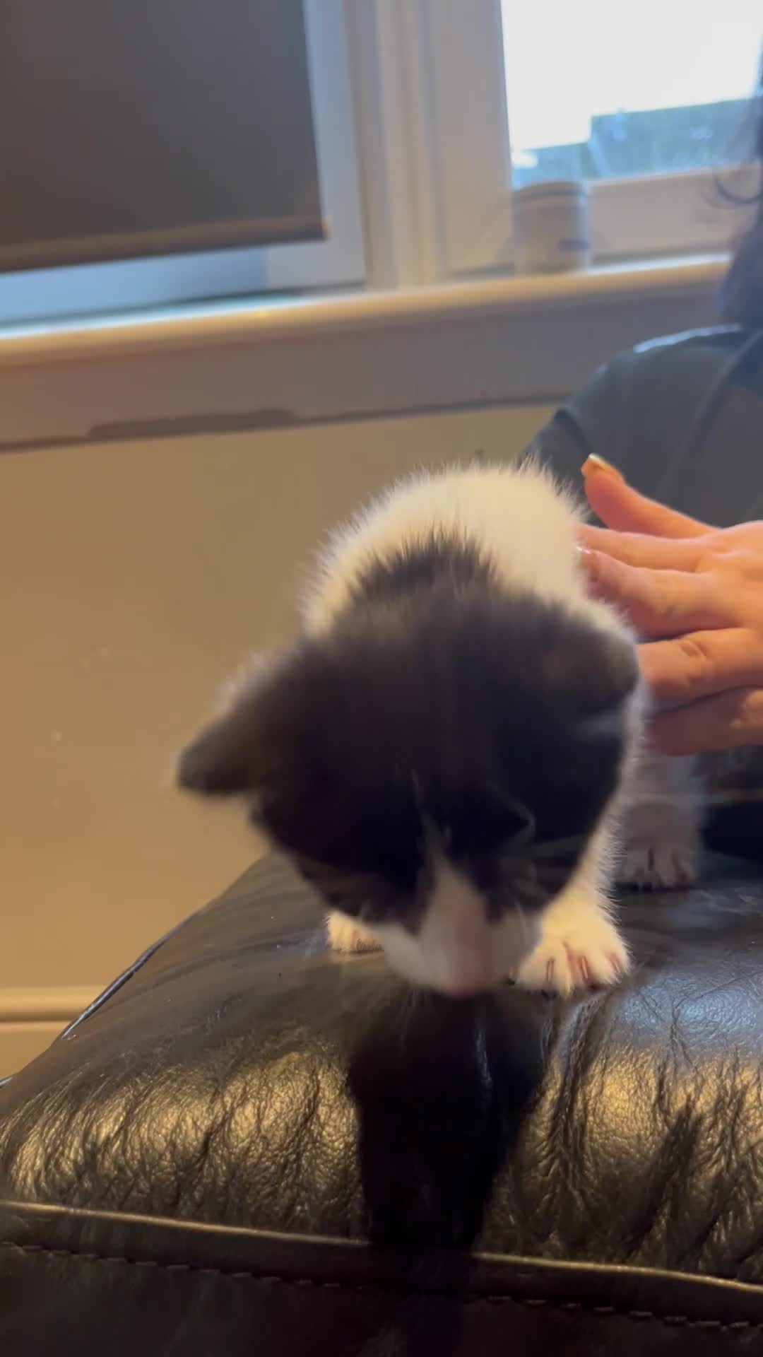 Mixed Breed cats for sale: Kittens  - Video 1