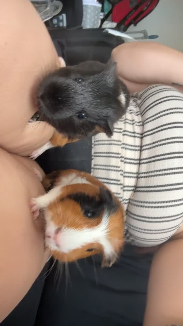 Guinea Pig rodents for sale: 2 male guinea pigs needing rehomed asap in Glasgow - Video 3