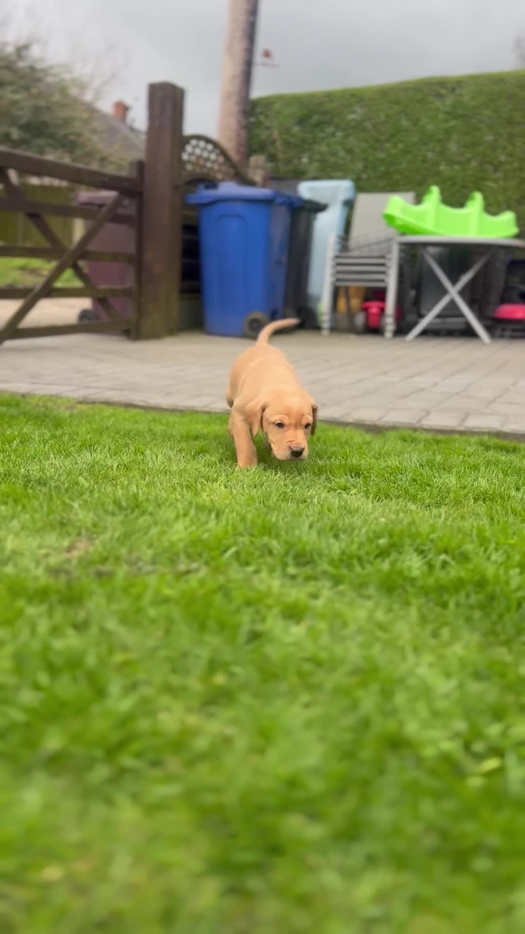 Labrador Retriever dogs for sale:  KC registered fox red lab puppies 1 FEMALE LEFT ! - Video 4