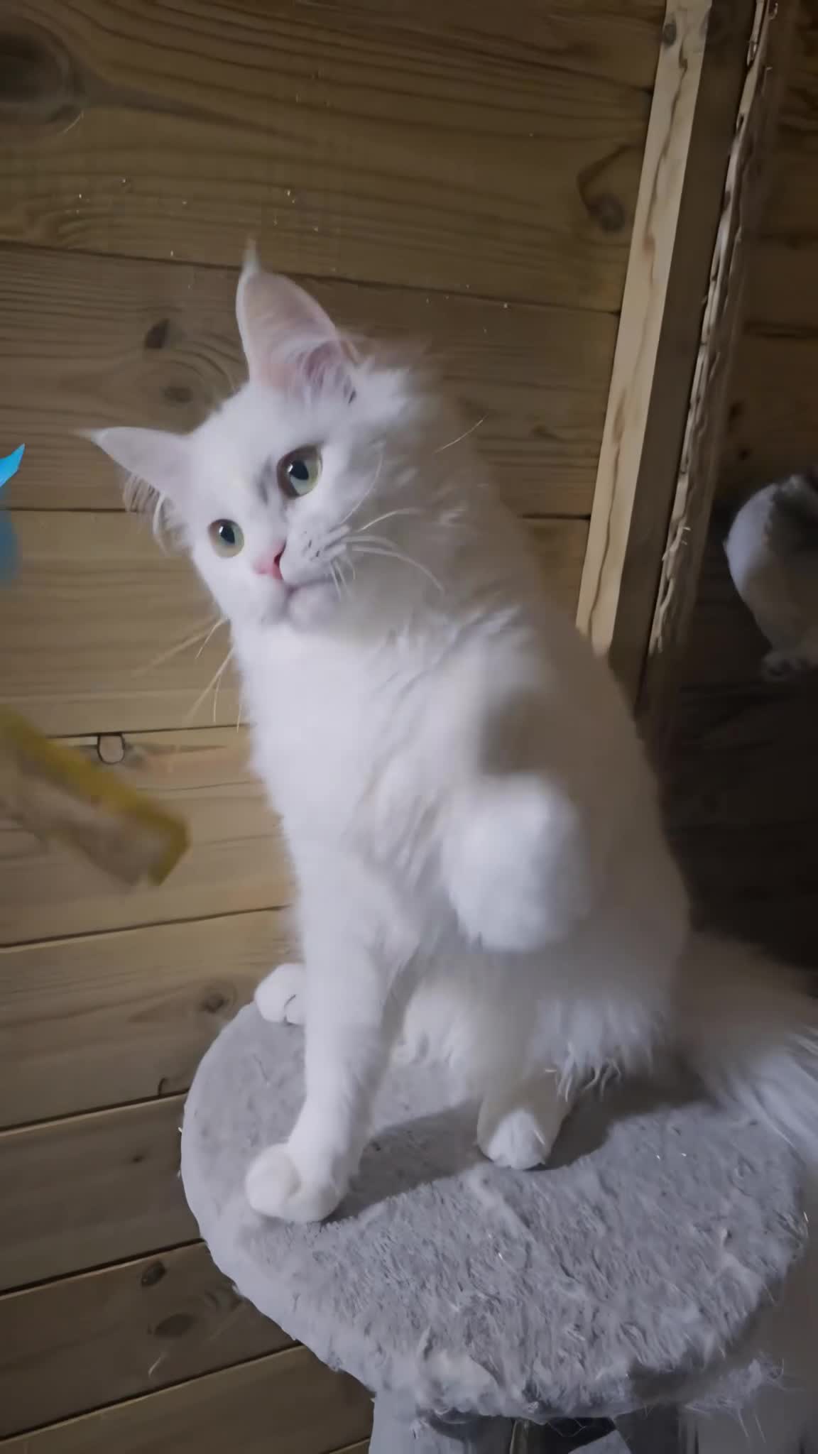 Maine Coon cats for sale: Maine Coon  - Video 1