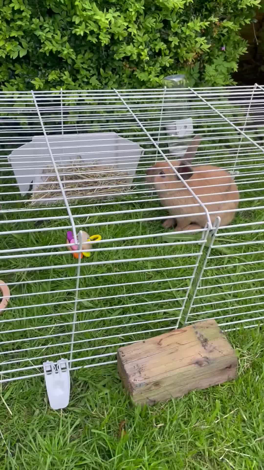 Dutch rabbits for sale: Baby Rabbit in Bolton - Video 1