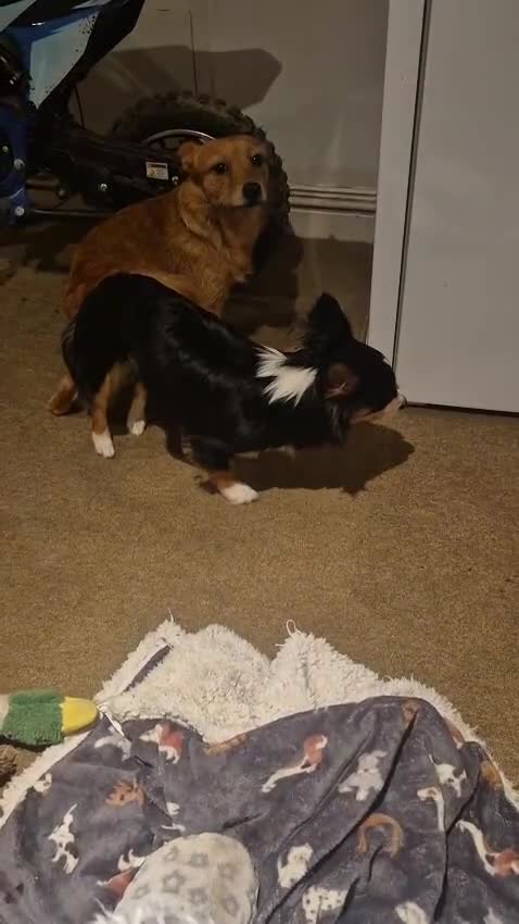 Jack Chi dogs for stud: Teddy the jackchi stud - Video 2