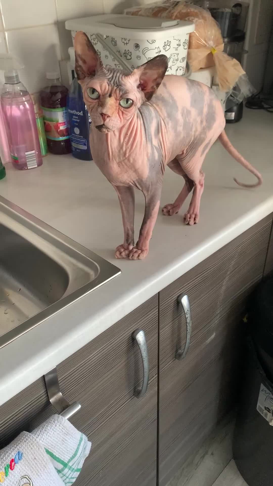 Sphynx cats for sale: Sphynx Cat for Sale  - Video 1