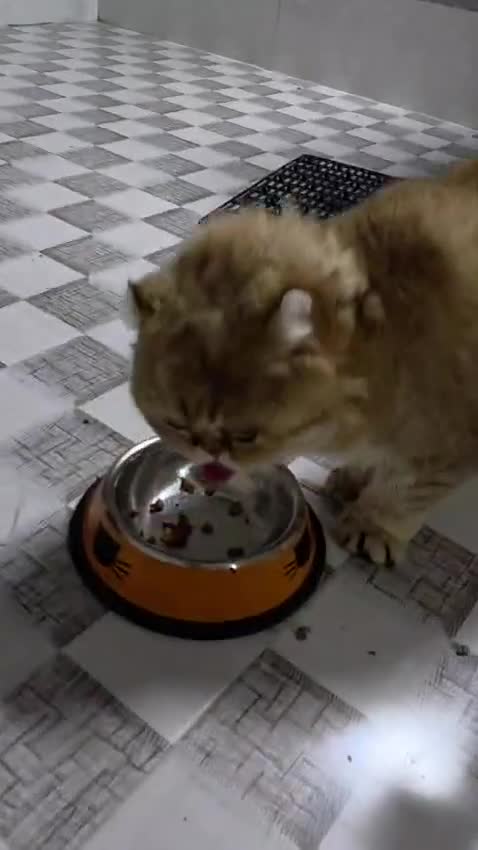 Domestic Shorthair cats for adoption: Rosey  - Video 1