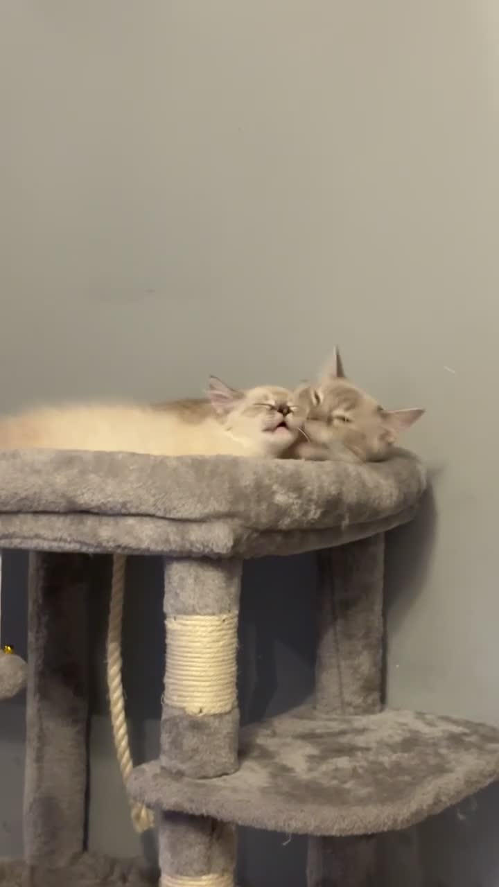 Ragdoll cats for sale: 2 ragdolls available  in London - Video 1