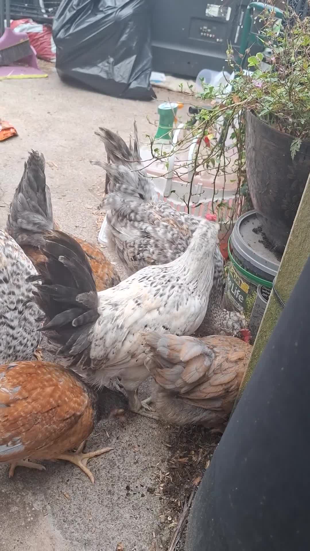 Chickens poultry for sale: Cream legbars and mixed Cockerels  - Video 1