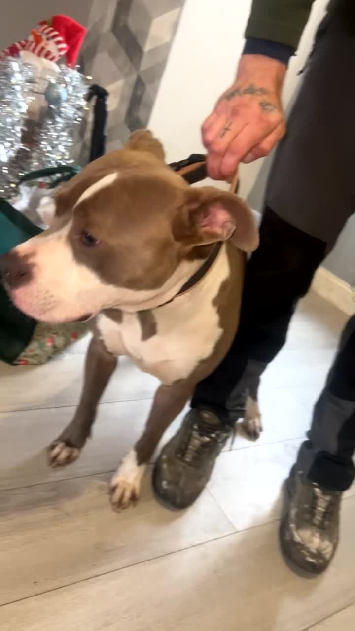 American Bull Staffy dogs for sale: Blue Brindle Staffy - Video 1