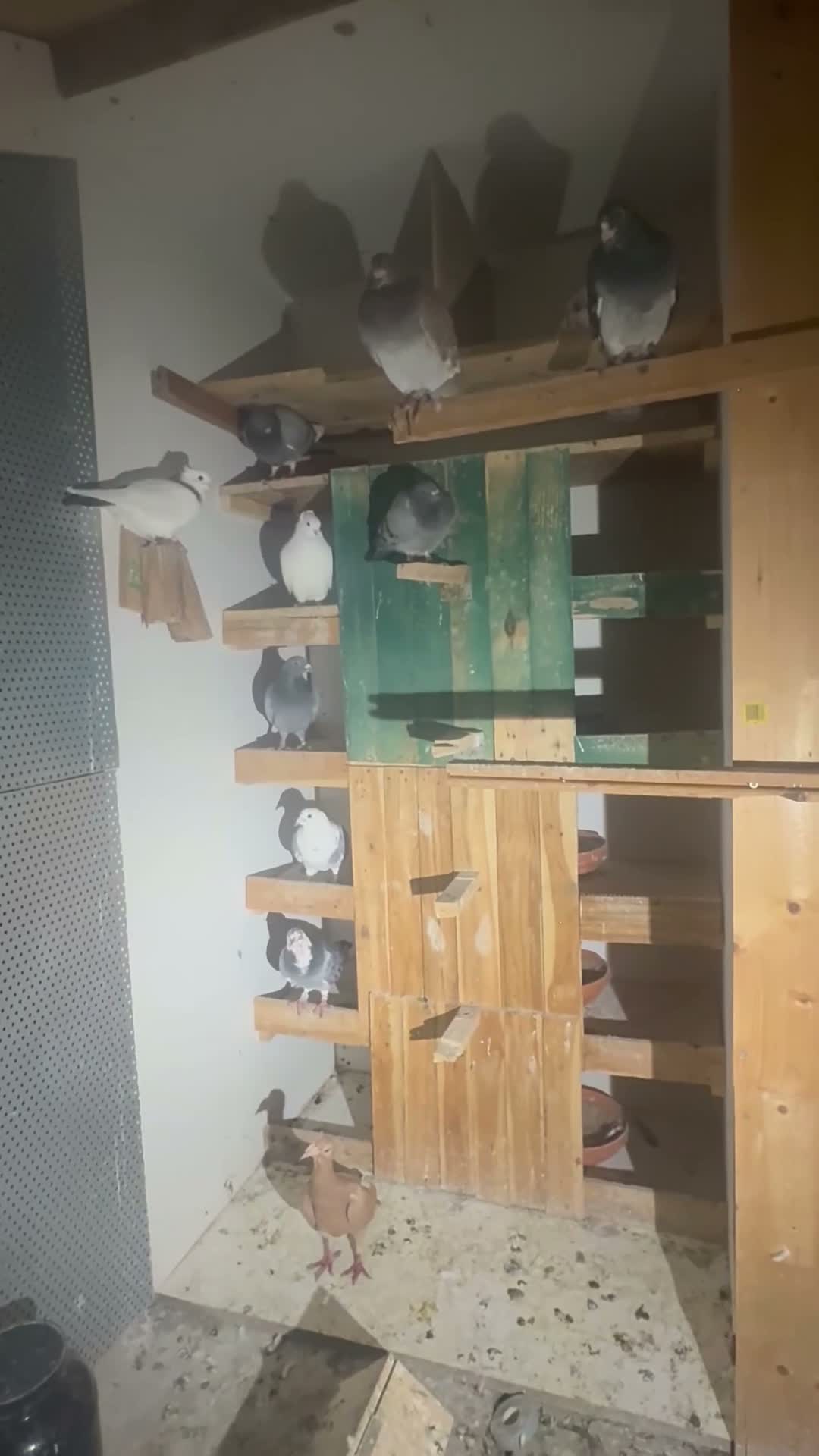 Pigeons birds for sale: Different pigeons for sale  - Video 1