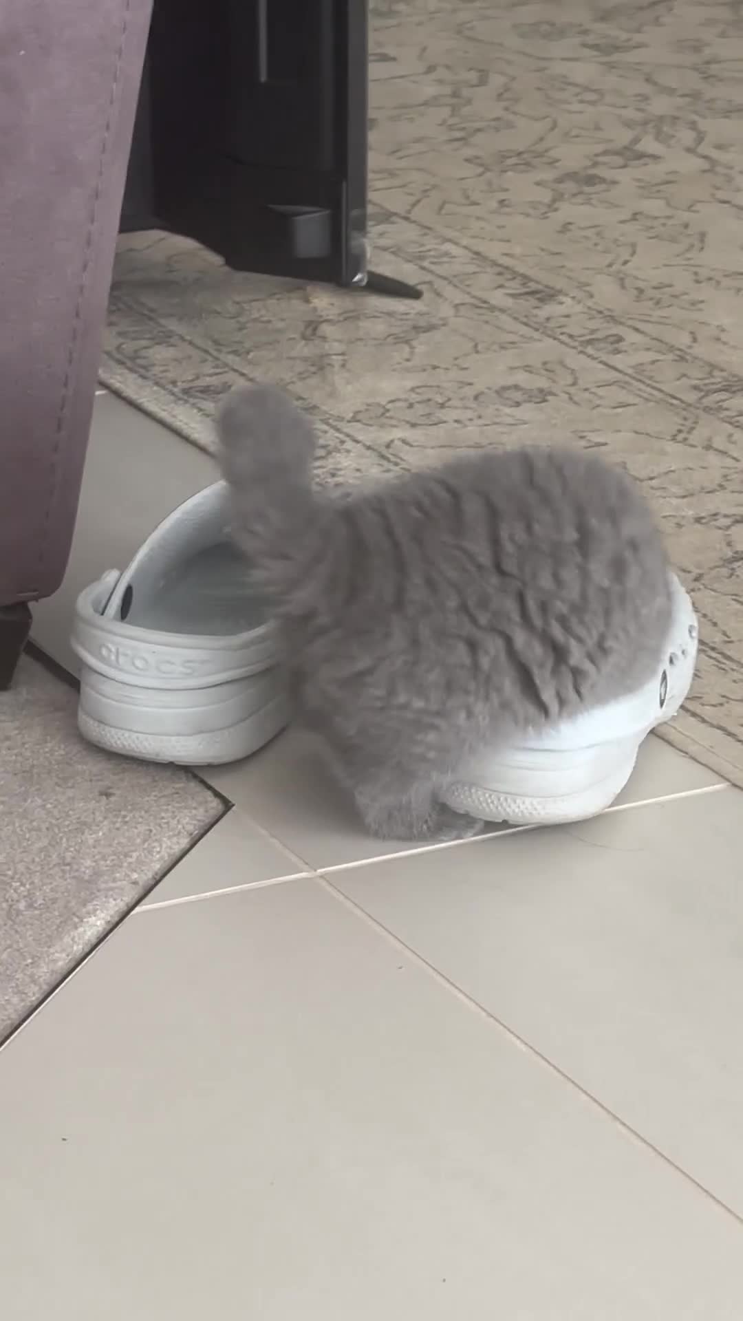 British Shorthair cats for sale: British Shorthair Kittens Berkshire - Video 1