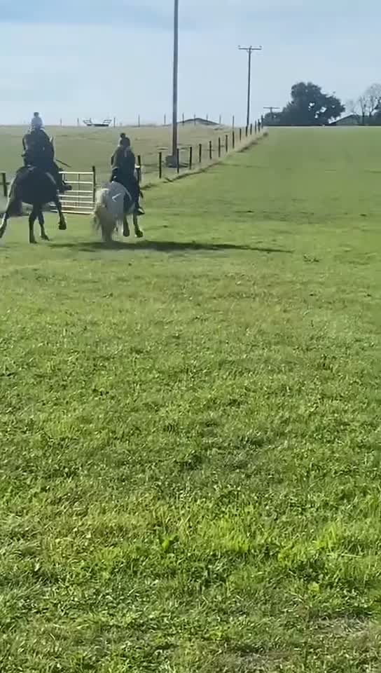 Irish Cob horses for sale: Bindi the unicorn - Video 3
