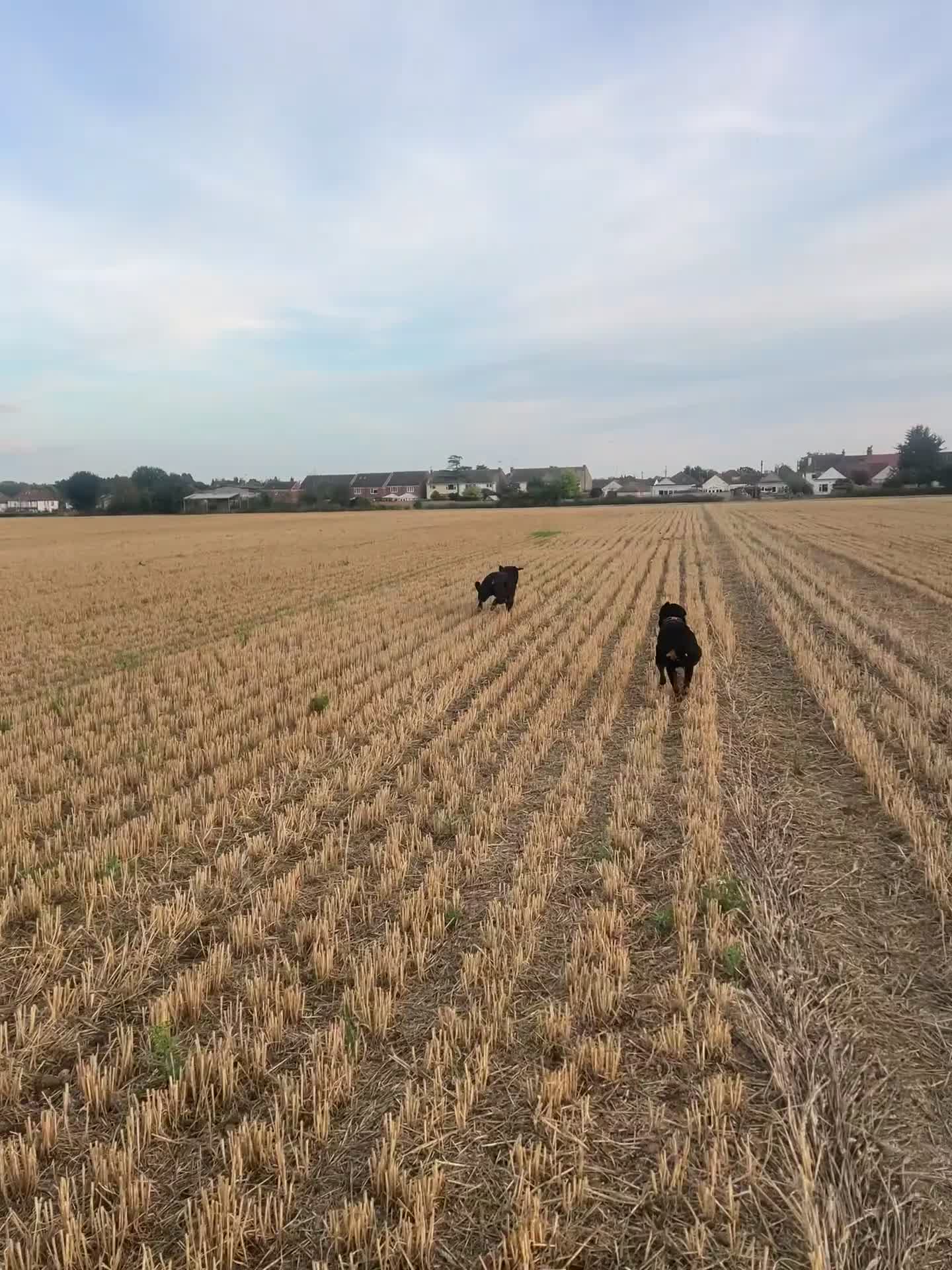 Rottweiler dogs for stud: Rottweiler stud  - Video 2