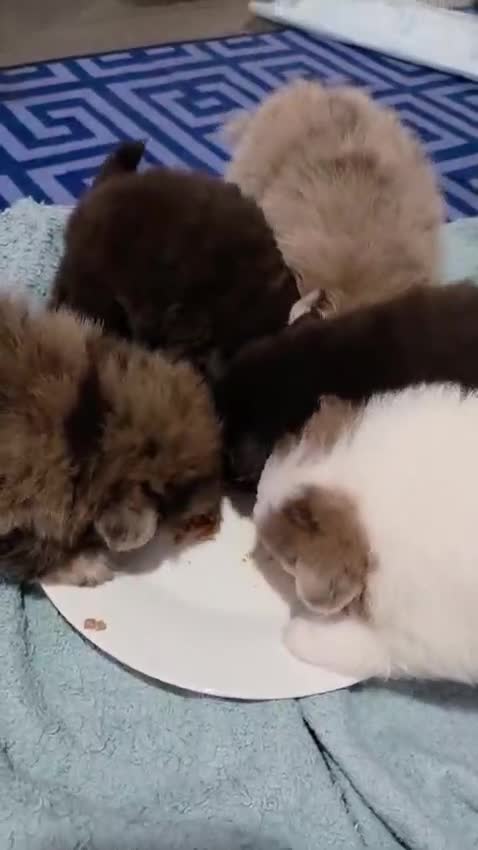 Pomeranian dogs for sale: Beautiful teddy bear poms  in Neath - Video 1