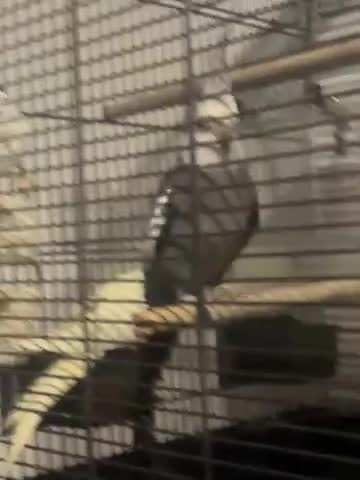 Cockatiels birds for sale: My pets  - Video 1