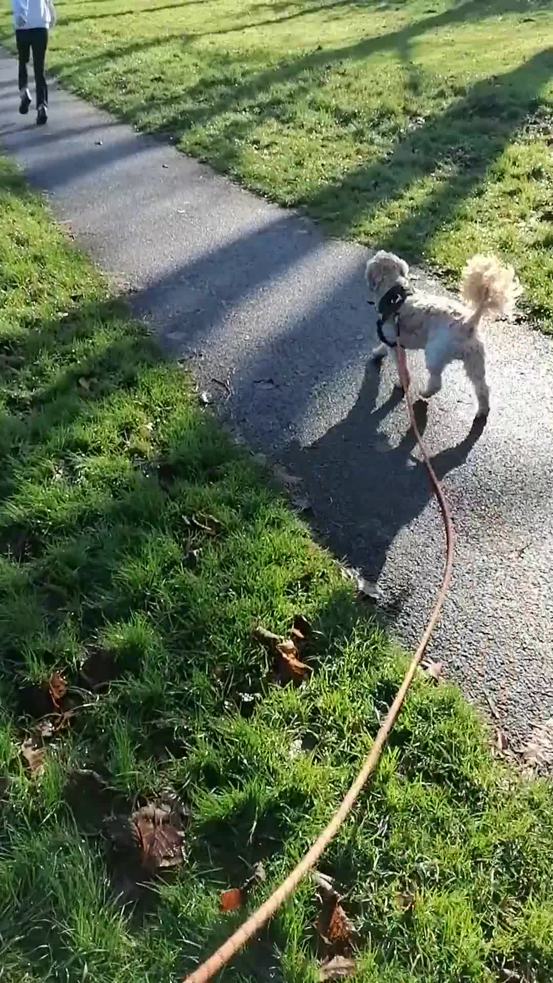 Cockapoo dogs for adoption: 💙🐶 BOBBY 🐶💙 - Video 1