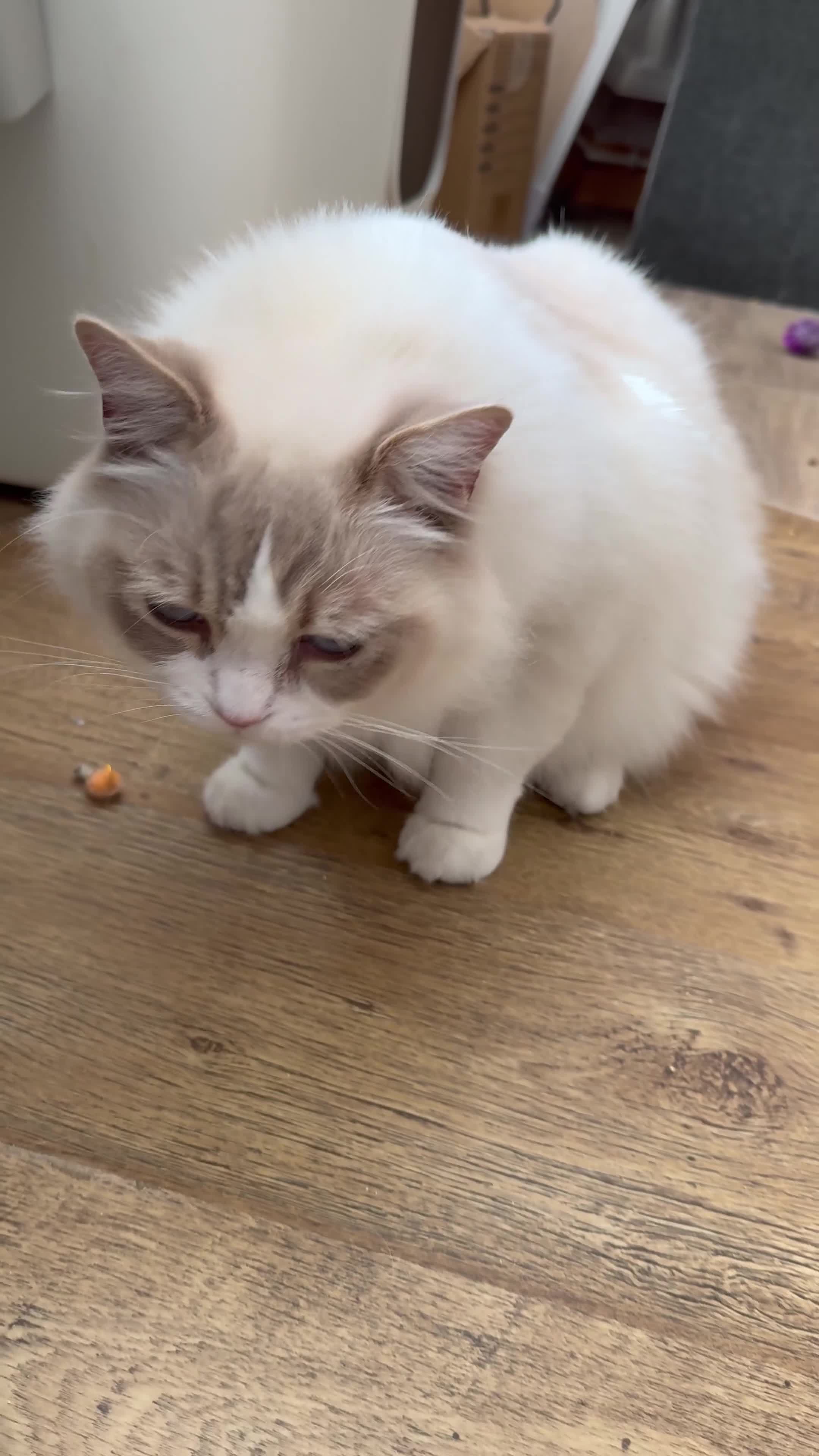Ragdoll cats for sale: Ragdoll adult  Tica  - Video 1