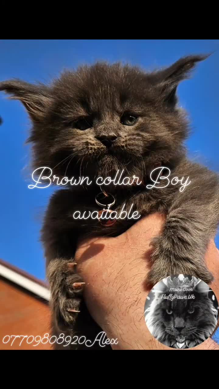 Maine Coon cats for sale: Maine Coons FluffyPaws.Uk  - Video 3