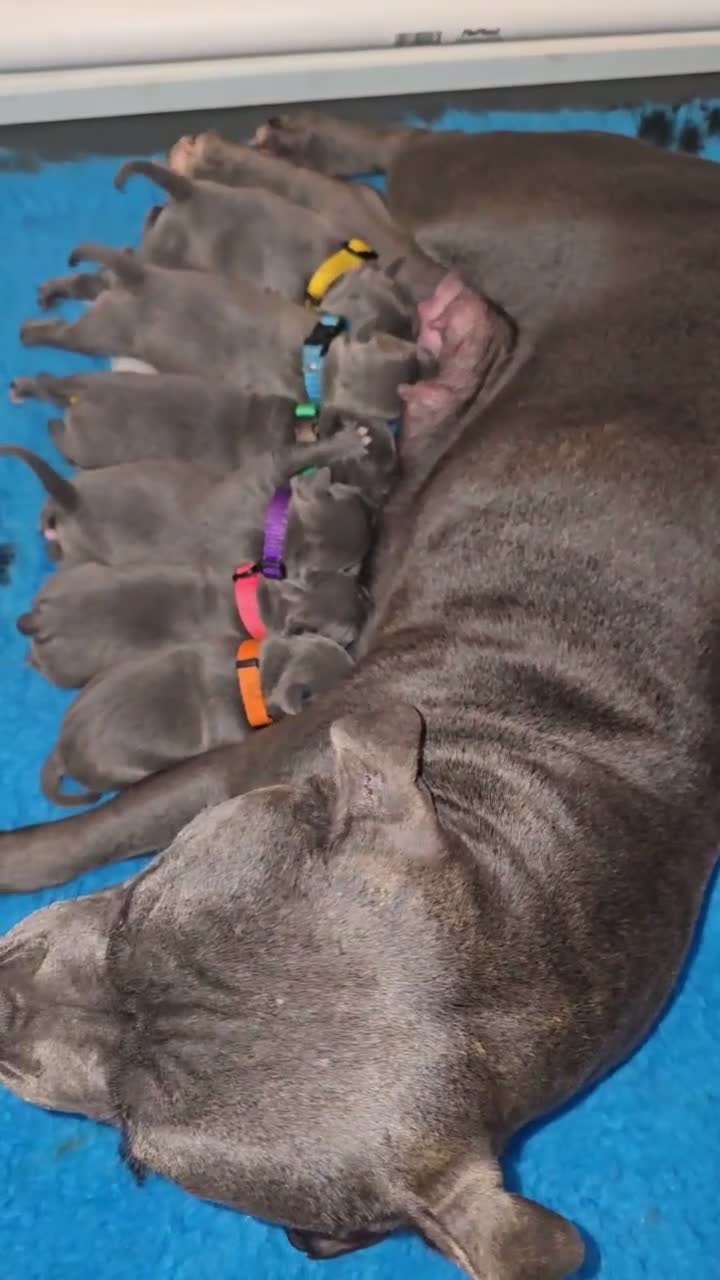 Stunning Blue Staffie Pups 🐾 for sale in Bilston | Pets4Homes