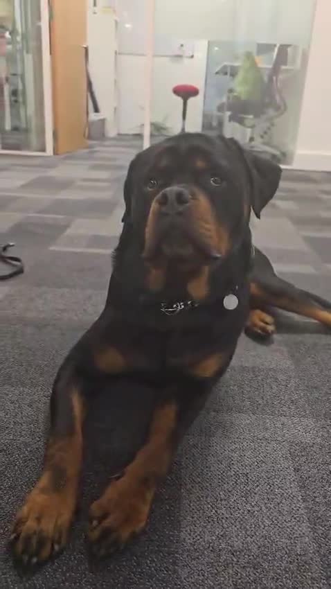 Rottweiler dogs for stud: Champion Bloodline Rottweiler Stud - Video 4