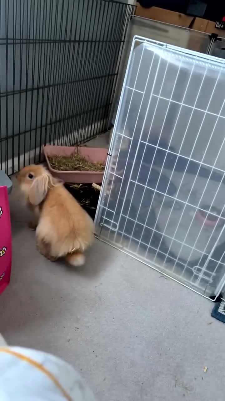 Lionhead rabbits for sale: indoor lionhead  - Video 2