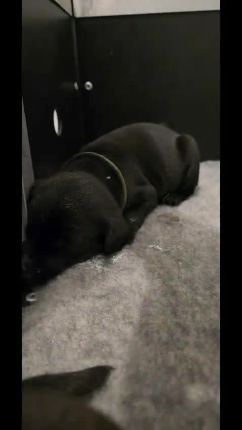Labrador Retriever dogs for sale: Beautiful boys - Video 4