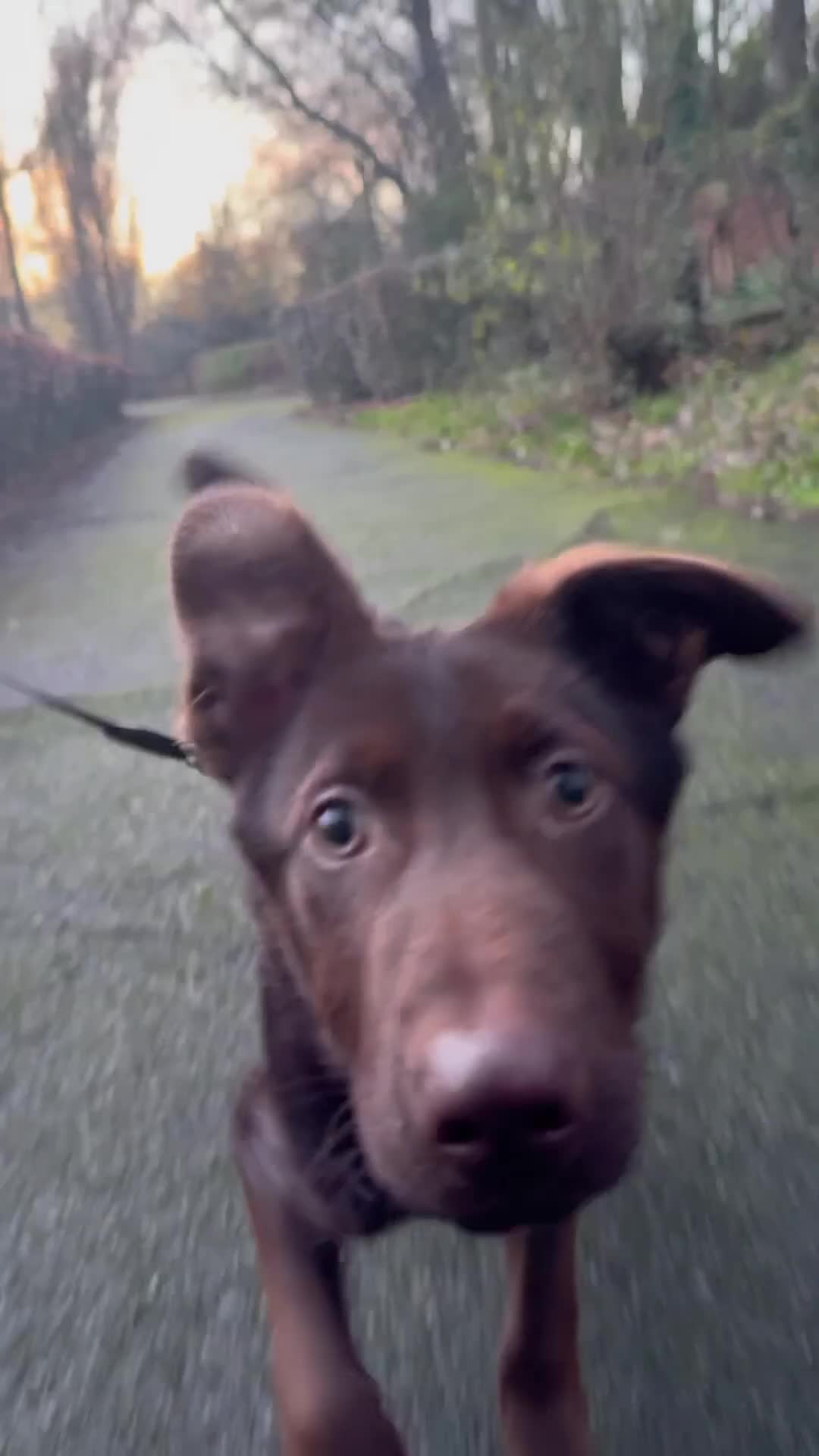 German Shepherd dogs for sale: German Shepherd - Liver & Tan working line  - Video 1