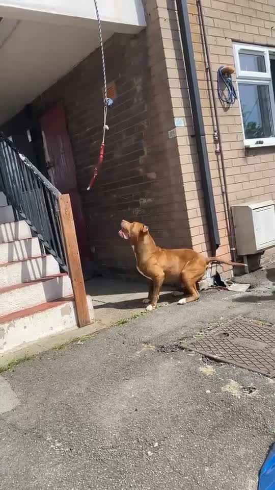 American Bulldog dogs for stud: American bulldog cross for STUD - Video 1