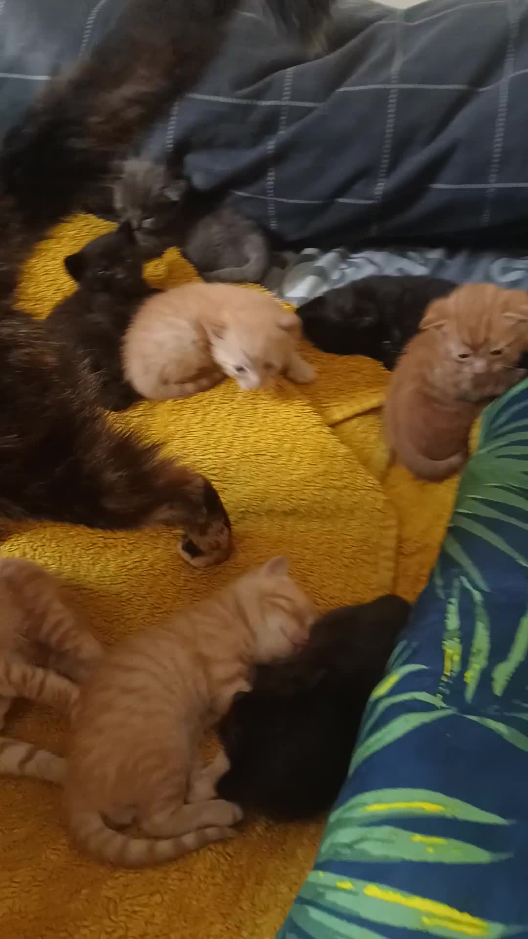 Mixed Breed cats for sale: beautiful kittens  - Video 1