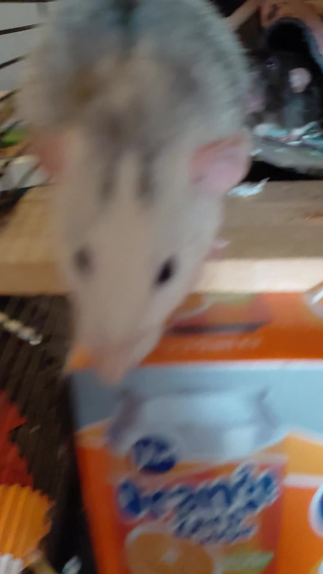 Rat rodents for sale: 2 male rats - Video 4
