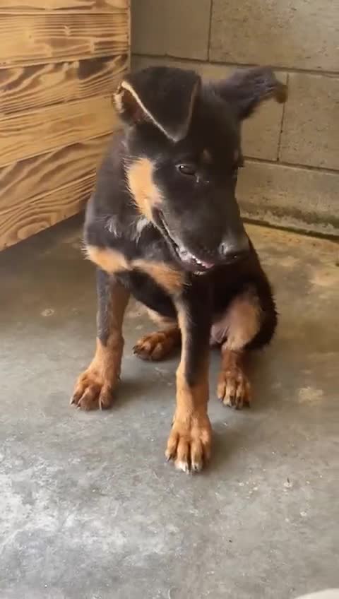 Mixed Breed dogs for adoption: Amelia, 8 months old, Available for adoption. - Video 3