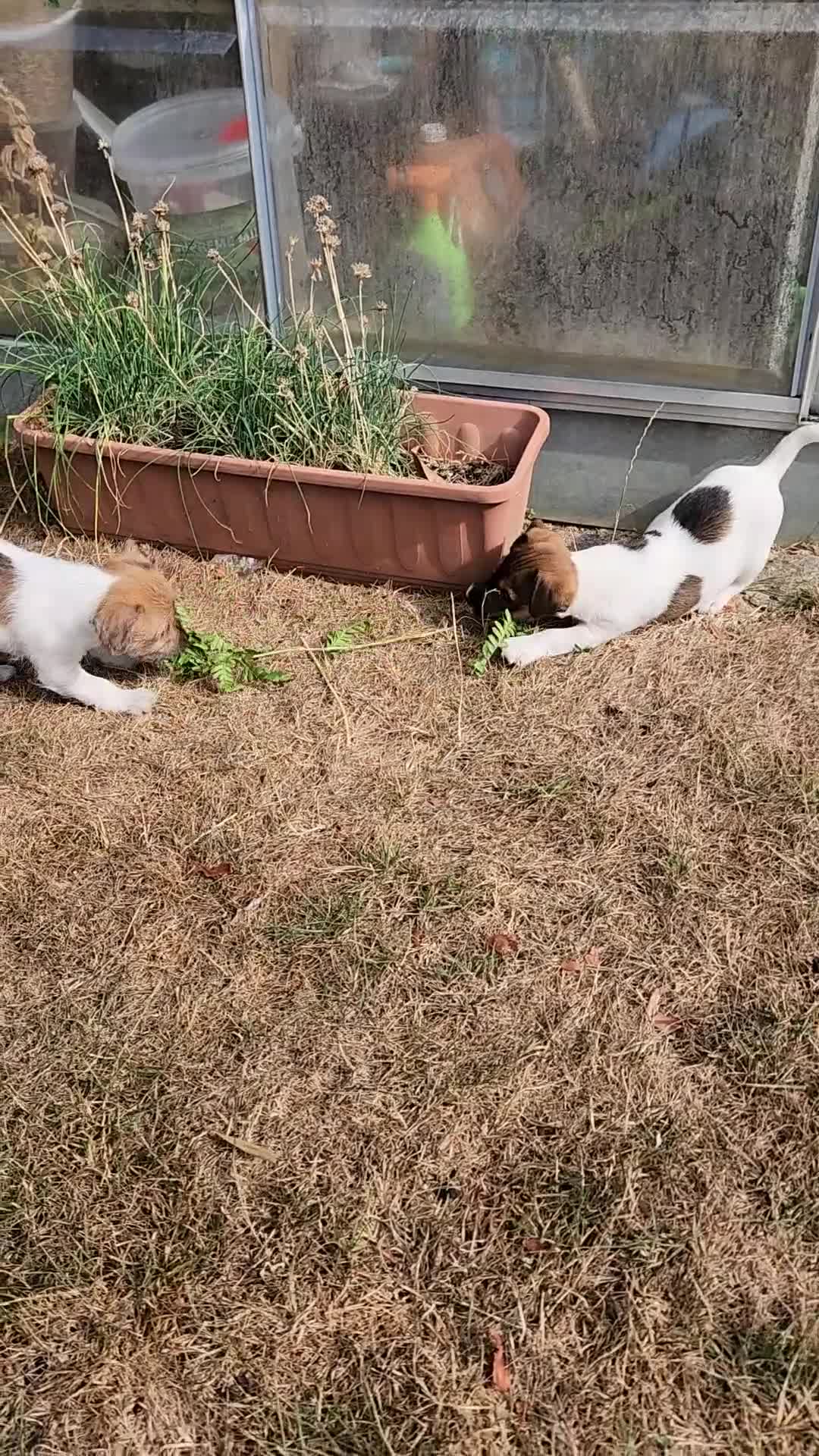 Jack Russell dogs for sale: 2 Gorgeous Jack Russell Males for sale - Video 2